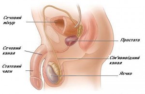 prostatit-22